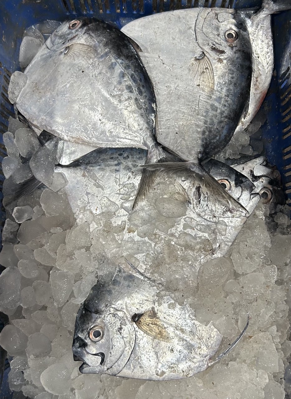Inam Fish Company fresh seafood